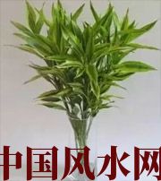 呼伦贝尔十二生肖养什么植物最旺财运？你知道吗！